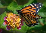 Monarch On Lantana_45057